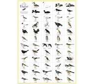 Affisch fåglar