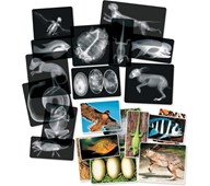Matcha röntgenbilder med djur